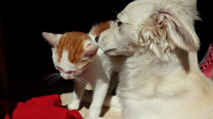 Come curare il raffreddore al gatto e al cane curare