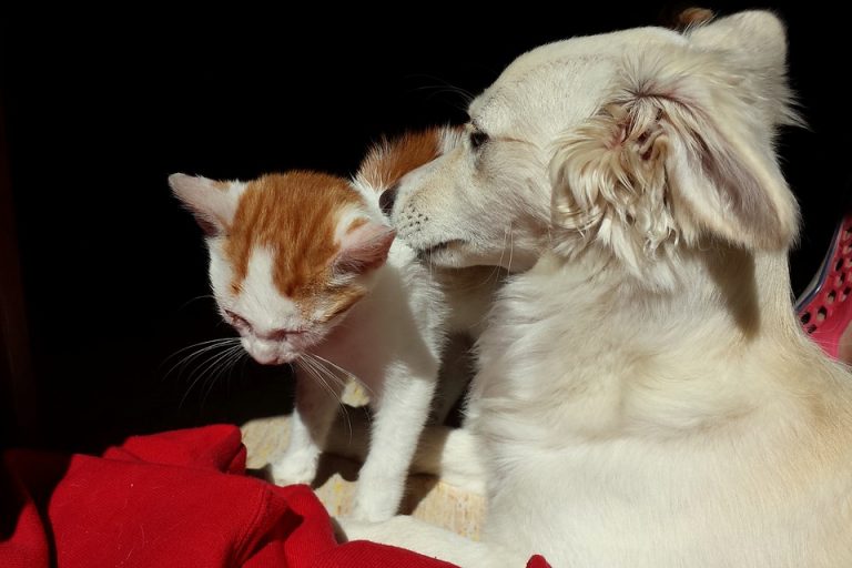 Come curare il raffreddore al gatto e al cane curare