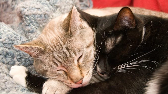 Come introdurre un secondo gatto in casa secondo
