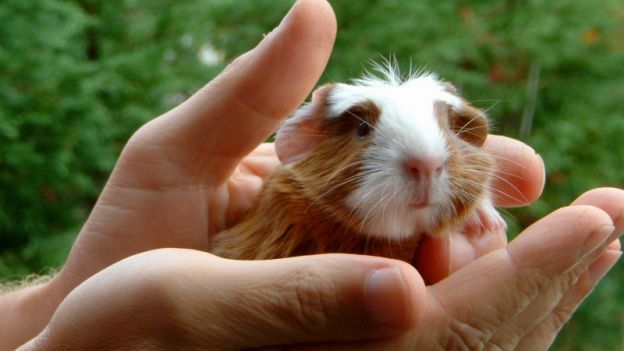 cavia-come-prendersene-cura