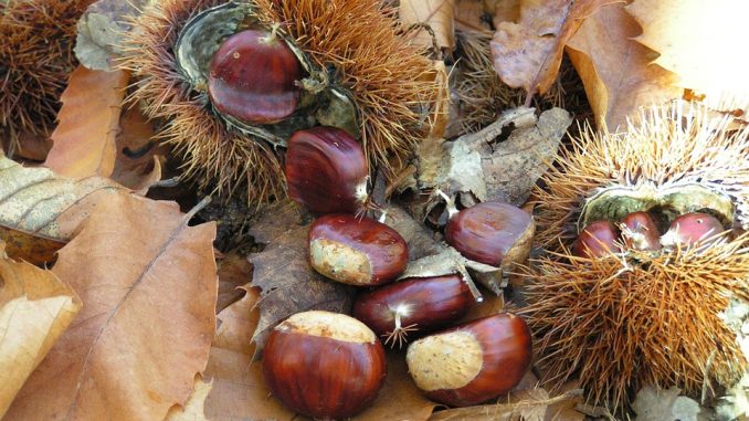 Proprietà delle castagne bollite e al forno castagne