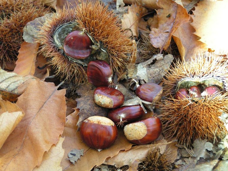 Proprietà delle castagne bollite e al forno castagne