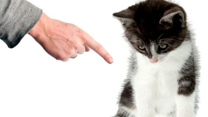 Come calmare un gatto agitato Come calmare un gatto agitato