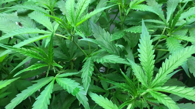Referendum USA: tre si alla marijuana per uso creativo marijuana