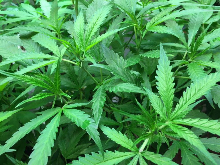 Referendum USA: tre si alla marijuana per uso creativo marijuana