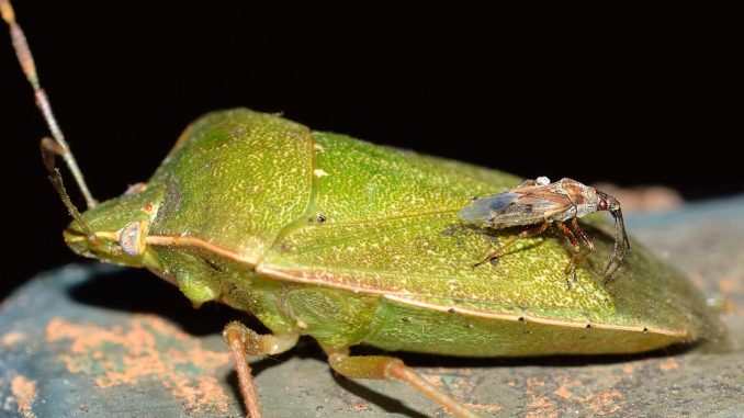 Come allontanare le cimici da casa e dalle finestre allontanare