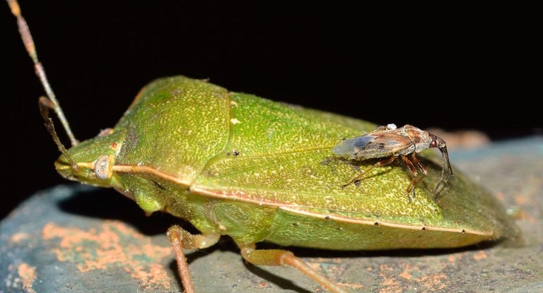 Come allontanare le cimici da casa e dalle finestre allontanare