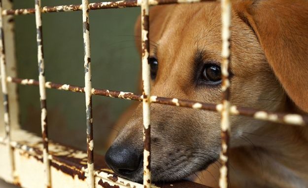 Lecce, maltrattamenti animali: lancia in aria cani e colpisce con mazza Lecce, maltrattamenti animali: lancia in aria cani e colpisce con mazza