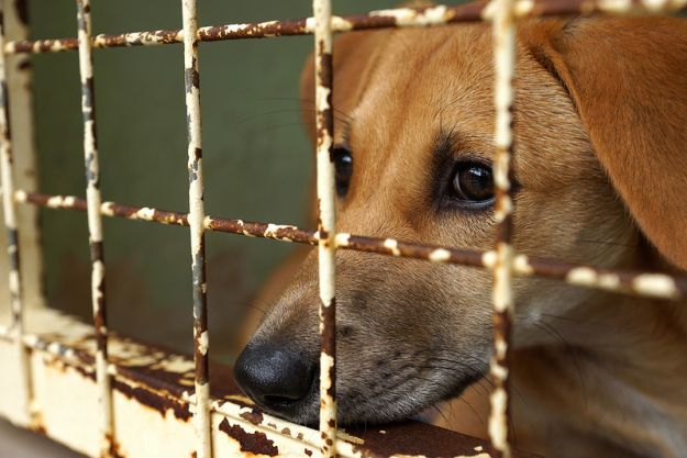 Lecce, maltrattamenti animali: lancia in aria cani e colpisce con mazza Lecce, maltrattamenti animali: lancia in aria cani e colpisce con mazza