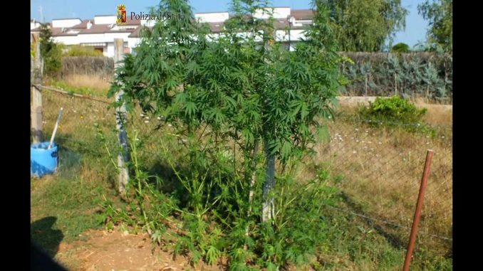 Pecore in un campo di marijuana: si ribellano al sequestro della polizia Pecore in un campo di marijuana: si ribellano al sequestro della polizia