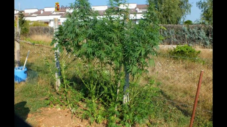 Pecore in un campo di marijuana: si ribellano al sequestro della polizia Pecore in un campo di marijuana: si ribellano al sequestro della polizia