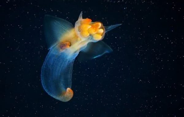 Fossa delle Marianne: pesci Fossa delle Marianne: pesci