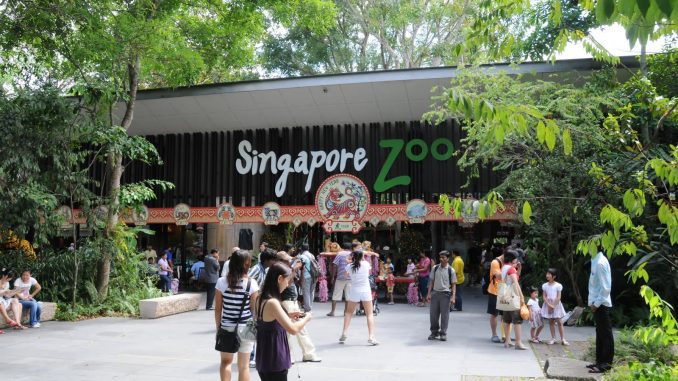 singapore zoo singapore zoo