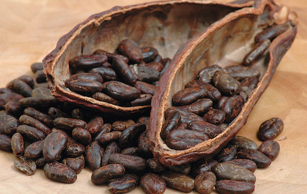 Semi di cacao: dove comprarli