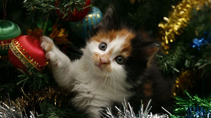 Animali vicino all'albero di Natale. Animali vicino all'albero di Natale.