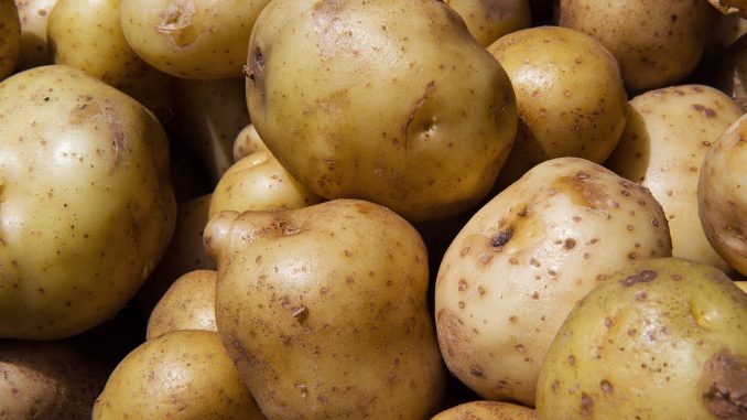 coltivare-le-patate-in-casa-conviene coltivare le patate