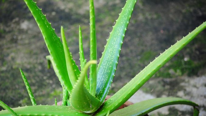 aloe-vera-pianta-cura-e-come-coltivarla-a-casa aloe vera pianta