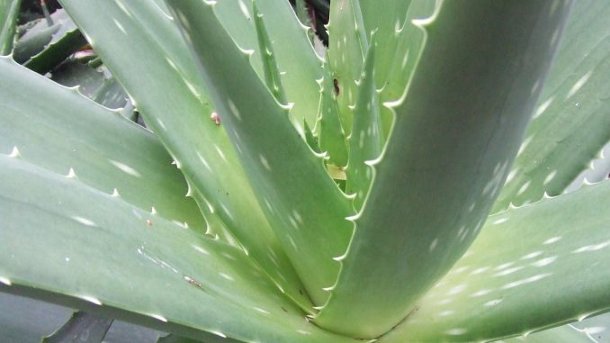 aloe-vera-controindicazioni-e-tiroide-correlazioni aloe vera