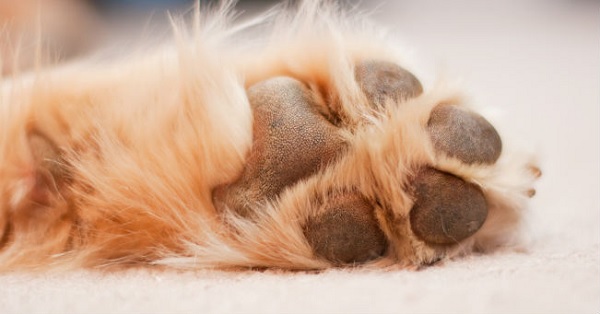 Cani-in-inverno-come-proteggere-le-loro-zampe-dal-gelo cani in inverno