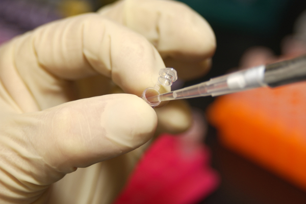 Creato il primo embrione ibrido umano-maiale. Passo in avanti nella realizzazione di organi per trapianti Creato il primo embrione ibrido umano-maiale. Passo in avanti nella realizzazione di organi per trapianti