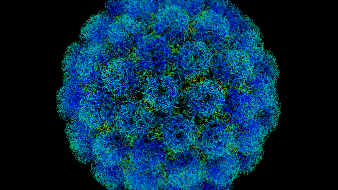 PAPILLOMA VIRUS. PAPILLOMA VIRUS.