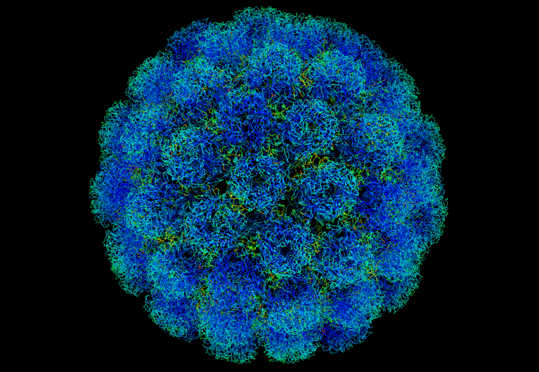 PAPILLOMA VIRUS. PAPILLOMA VIRUS.
