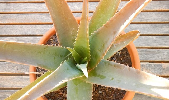 aloe vera
