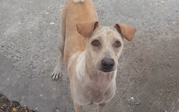 Cuccioli affamati: la madre chiede cibo Cuccioli affamati: la madre chiede cibo