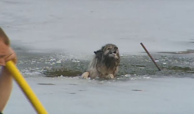 Sprofondare nell'acqua: cane salvato dal gelo Sprofondare nell'acqua: cane salvato dal gelo