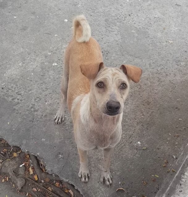 Cuccioli affamati: la madre chiede cibo Cuccioli affamati: la madre chiede cibo