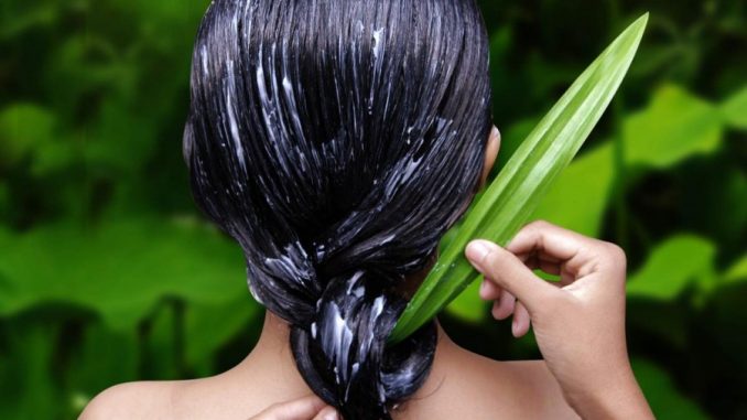 Impacco per capelli con gel di aloe vera: come si fa Impacco per capelli con gel di aloe vera: come si fa