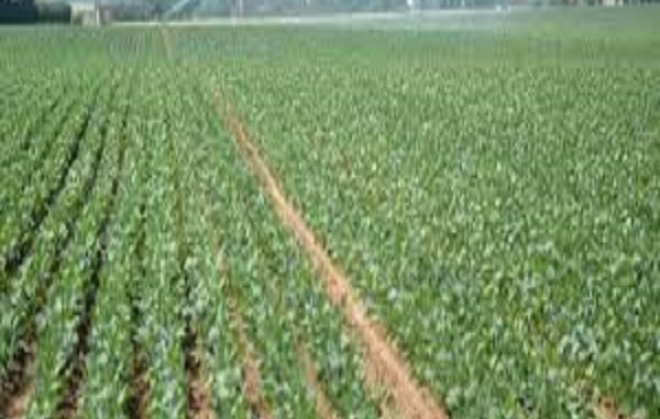 impresa agricola
