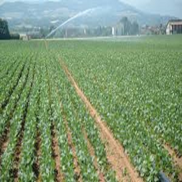 impresa agricola