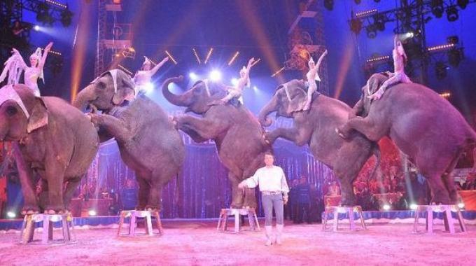La triste vita di un elefante nato e cresciuto in gabbia. Il video schock La triste vita di un elefante nato e cresciuto in gabbia. Il video schock