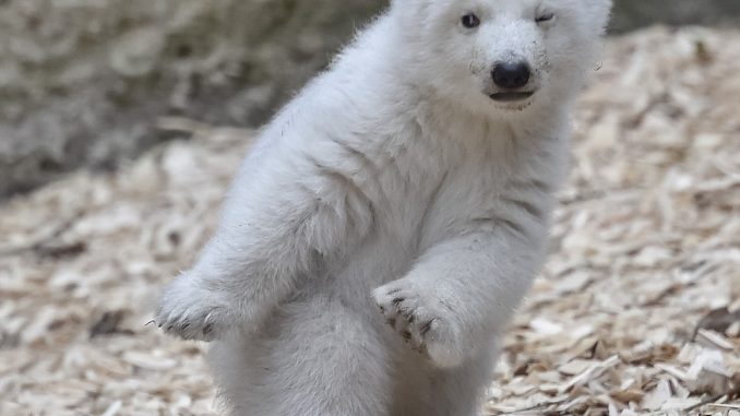 E’ il nuovo re del web l’orsetto polare appena nato: fa l’occhiolino e tante coccole
