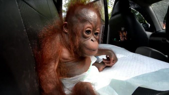 Kendawangan, Borneo. Viaggiando verso questo paese è vietato portare animali con sè, come farli uscire. Ma ne entrano e escono a migliaia ogni giorno. orango