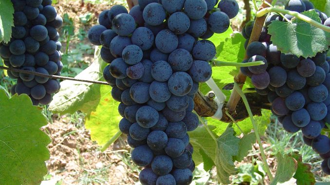 Uva e Alzheimer: ottimo alimento per combattere la malattia Uva e Alzheimer: ottimo alimento per combattere la malattia