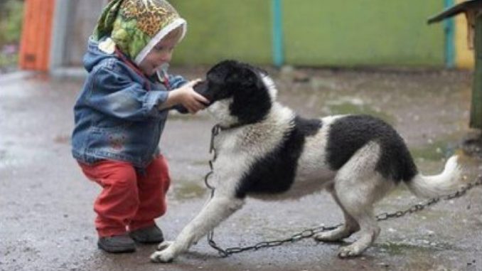 Potenza: giudice toglie due figli ad una coppia, li trascurano per i cani Potenza: giudice toglie due figli ad una coppia, li trascurano per i cani