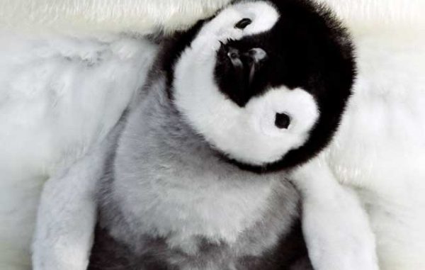 La marcia dei pinguini-il richiamo: data uscita La marcia dei pinguini-il richiamo: data uscita