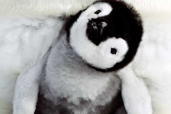 La marcia dei pinguini-il richiamo: data uscita La marcia dei pinguini-il richiamo: data uscita