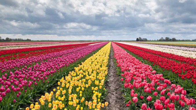 Tulipani a Milano: 250.000 fiori saranno piantati in primavera. Ecco in che zona Tulipani a Milano: 250.000 fiori saranno piantati in primavera. Ecco in che zona