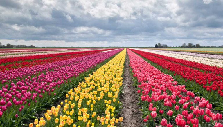 Tulipani a Milano: 250.000 fiori saranno piantati in primavera. Ecco in che zona Tulipani a Milano: 250.000 fiori saranno piantati in primavera. Ecco in che zona