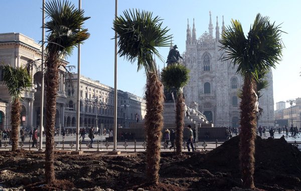 Milano, dopo le palme arrivano i banani. Scoppiano le polemiche Milano, dopo le palme arrivano i banani. Scoppiano le polemiche