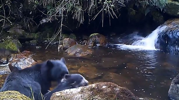 Mamma orso aiuta il suo cucciolo a guadare un fiume: il video è già virale mamma