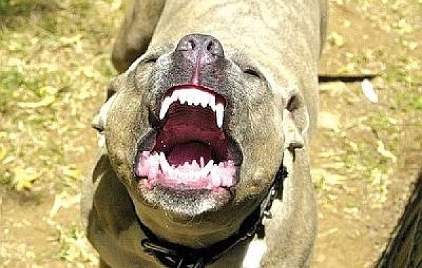 Pitbull-liberati-dal-recinto-aggrediscono-due-sorelline-nel-varesotto pitbull