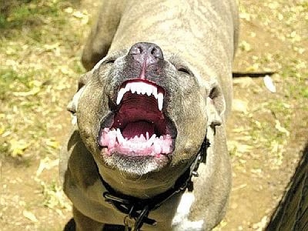 Pitbull-liberati-dal-recinto-aggrediscono-due-sorelline-nel-varesotto pitbull