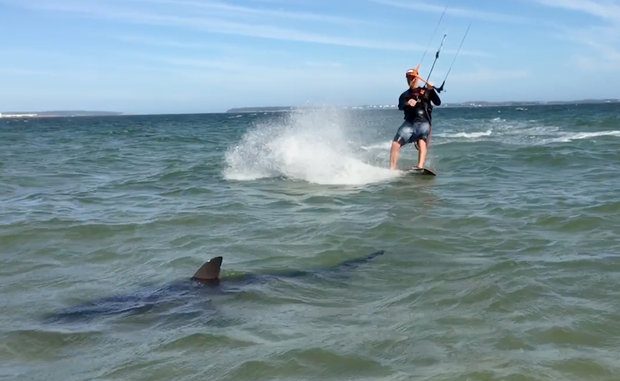 Surfista rischia l’attacco di uno squalo, ma lo evita: ecco come. Il video attacco