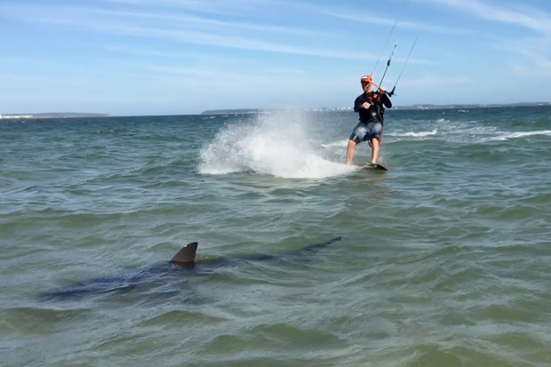 Surfista rischia l’attacco di uno squalo, ma lo evita: ecco come. Il video attacco