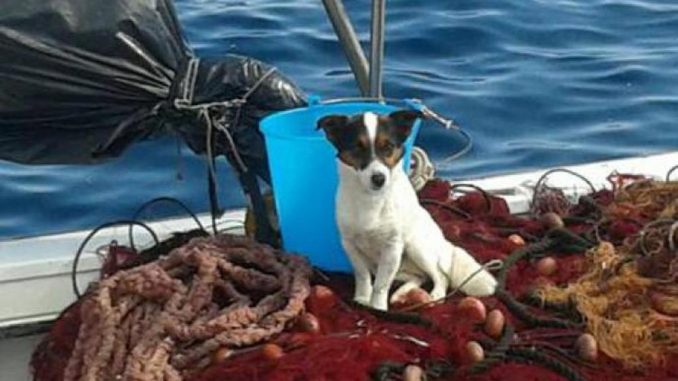 Sicilia cane si getta tra le onde per evitare l'abbandono. Salvato dai pescatori Sicilia: cane si getta tra le onde per evitare l'abbandono. Salvato dai pescatori