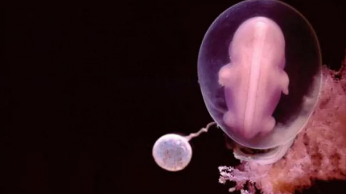 Ecco come si forma un bambino nell’utero della madre forma